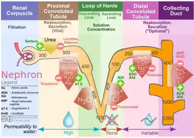 Nephron Ion flow diagram