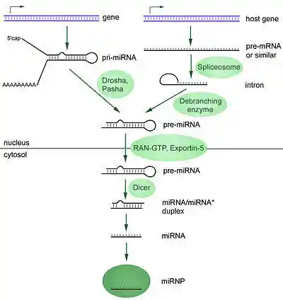 MiRNA-biogenesis.jpg