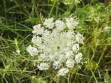 Daucus carota0.jpg