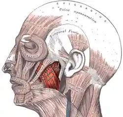 Gray378 (masseter highlight).png