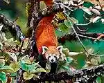 RedPanda SingalilaNationalPark DFrame.jpg