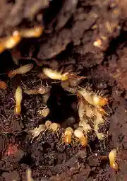 To demonstrate termite repair behaviour, a hole was bored into a termite nest. Over a dozen worker termites with pale heads are visible in this close-up photo, most facing the camera as they engage in repair activities from the inside of the hole. About a dozen soldier termites with orange heads are also visible, some facing outwards from the hole, others patrolling the surrounding area.