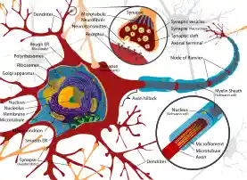 Complete neuron cell diagram en.svg