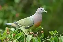 Treron vernans male - Kent Ridge Park.jpg