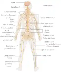 TE-Nervous system diagram.svg