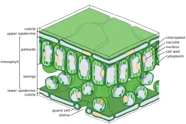 Fine scale diagram of leaf structure