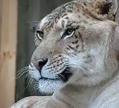 Liger portrait.jpg