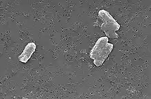 Five rod-shaped cells on a flat surface: four in a group and one separate.
