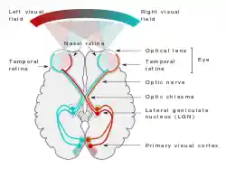 Human visual pathway.svg