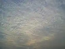 A large field of cirrocumulus clouds in a blue sky, beginning to merge near the upper left.