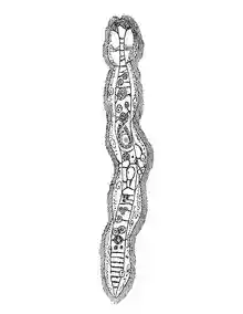 Dicyema macrocephalum.png