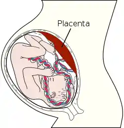 Placenta.svg