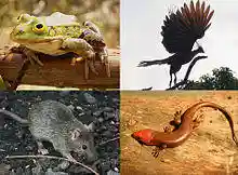 Extant tetrapoda.jpg