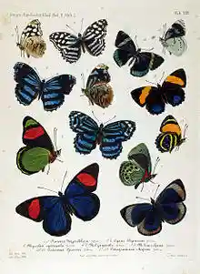 NovaraExpZoologischeTheilLepidopteraAtlasTaf53.jpg
