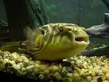 TetraodonLineatus.JPG