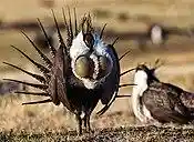 Greater sage-grouse (Centrocercus urophasianus).jpg