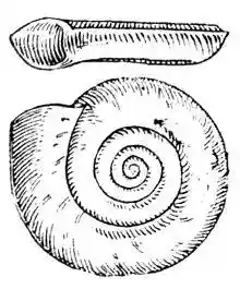 Planorbis planorbis drawing.jpg