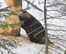 Beaver chewing through a tree trunk