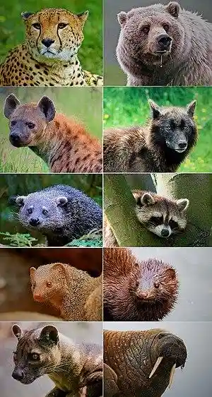 Carnivora portraits.jpg