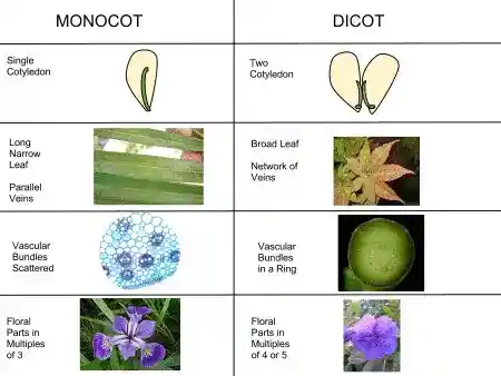 Illustrations of differences between monocots and dicots