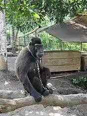 Macaca nigra in captivity Tandurusa Zoo.JPG