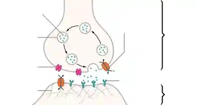 An illustrated chemical synapse