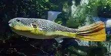 Tetraodon mbu 2.jpg