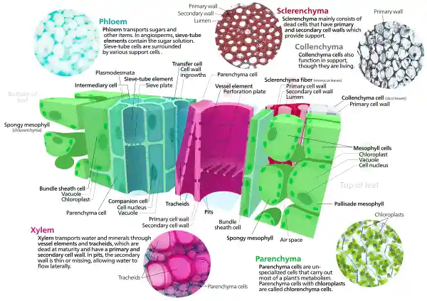 Cross section of a leaf showing parts of a vascular bundle