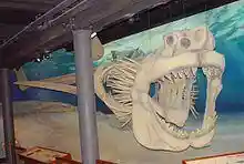 A skeletal reconstruction of megalodon. Visible are the jaws with two rows of teeth, eye sockets, a pointed snout, several long, straight spines protruding outwards in the gill area behind the head, and a long horizontal item representing the vertebral column