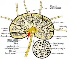 Schematic of lymph node showing lymph sinuses.svg