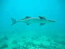 Remora remora.jpg