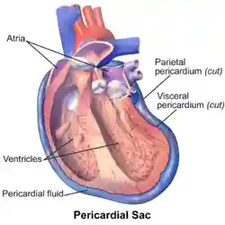 Blausen 0724 PericardialSac.png