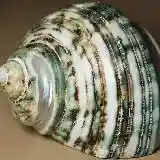Green Sea Shell image