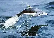 penguin leaping out of water