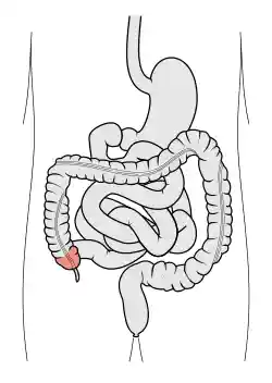 Tractus intestinalis cecum.svg