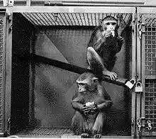 77-cm primate cage.jpg