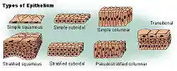 Illu epithelium.jpg