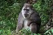Male Tibetan Macaque.jpg