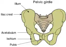 Pelvic girdle illustration.svg