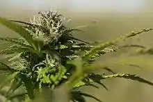 Hampa Cannabis sativa L. (närbild).jpg