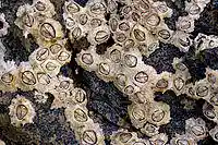 Many barnacles living on a rock. Each one consists of a round wall with a central hole closed off by two hard plates.