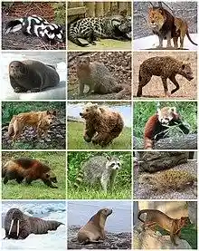 Carnivora Diversity.jpg