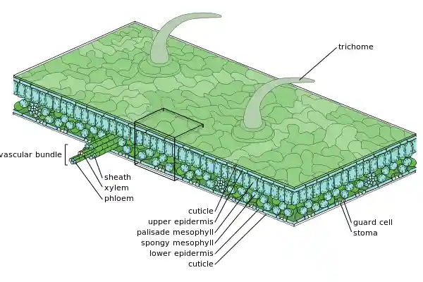 Medium scale diagram of leaf internal anatomy