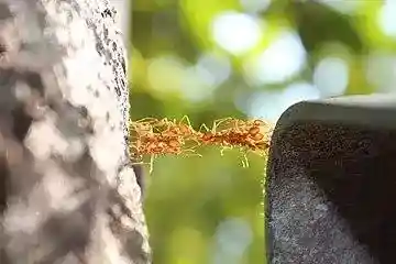 AntBridge Crossing 08.jpg