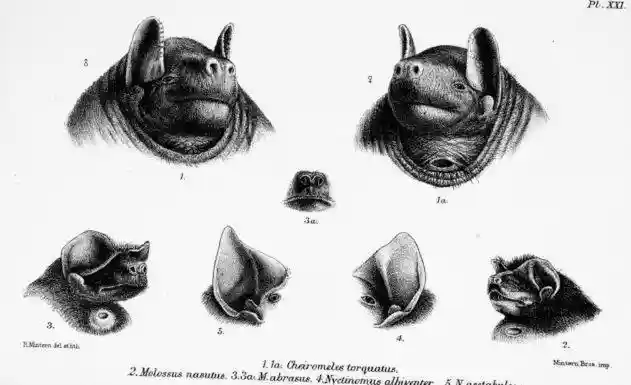 Example of a gular gland in a male black bonneted bat[43]