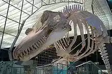 A skeleton is suspended on metal framework, which incorporates an outline of the soft tissue along a median cross-section of the animal. The jaws host many sharp teeth, and pectoral fin bones are attached to the lower ribs. The backbone stretches away out of frame; no hind limb bones can be seen. The outline includes an upright dorsal fin and rounded forehead.