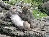 Formosan macaque.jpg