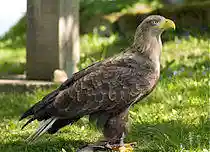 Haliaeetus albicilla LC0194.jpg
