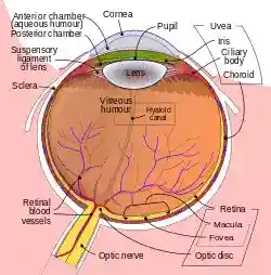 Schematic diagram of the human eye en.svg