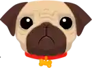 Pug